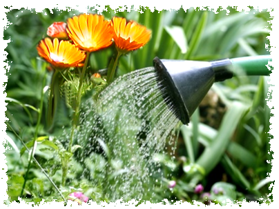 Arrosage des fleurs
