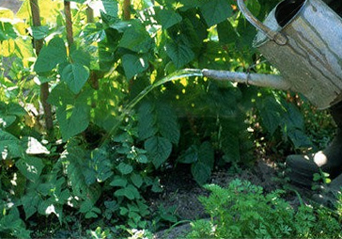 Arrosage du potager