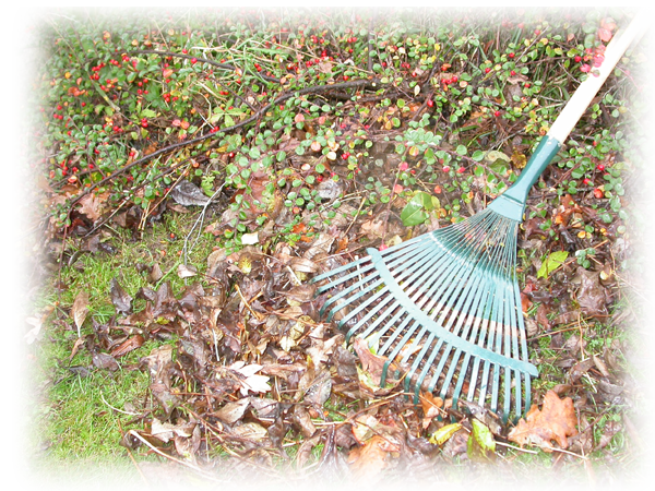 Ramassage des feuilles mortes